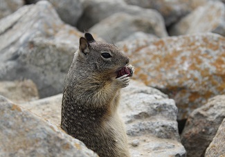 Squirrel
